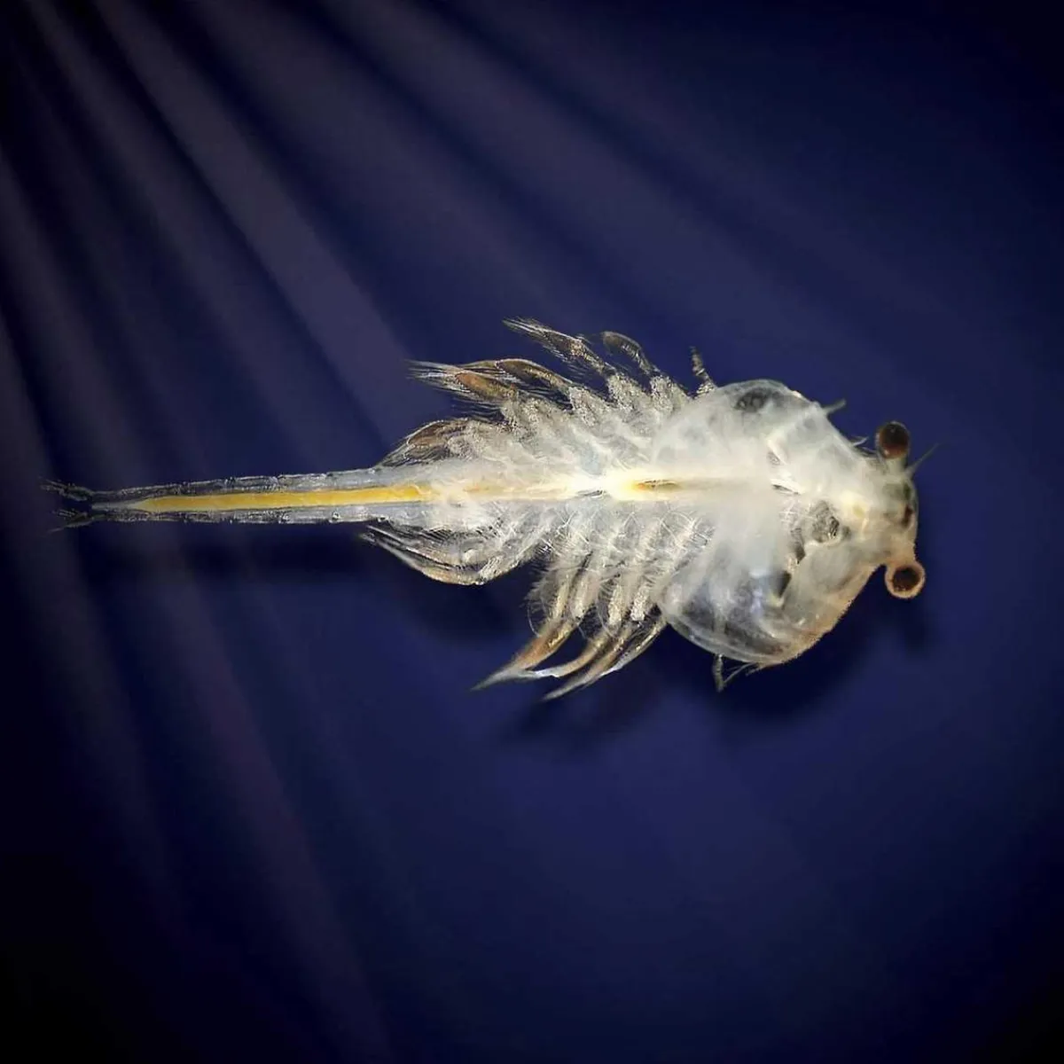 Sale Aqua Dragons - Habitat marino con LED Steam