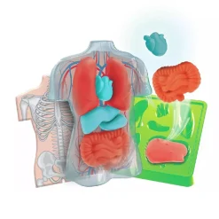 New - Kit Anatomía Squishy Organs Steam