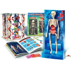 El Cuerpo Humano*CONCENTRA Hot