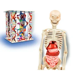 El Cuerpo Humano*CONCENTRA Hot