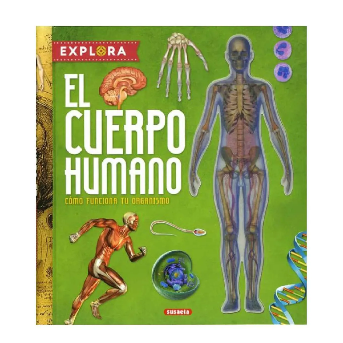 Sale Explora el cuerpo humano Juguetes Educativos Y Libros
