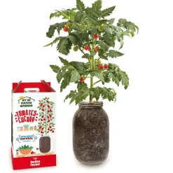 New Kit de cultivo de tomate Cherry orgánico para interior Steam