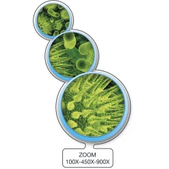 - Microscopio inteligente conectable Steam