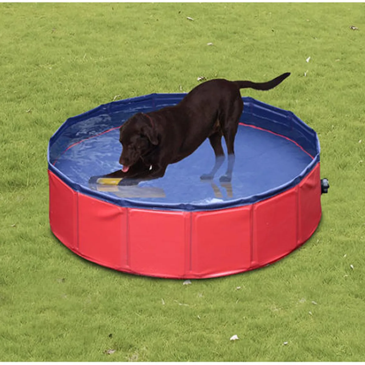 Piscina plegable para mascotas 160 cm*PawHut Sale
