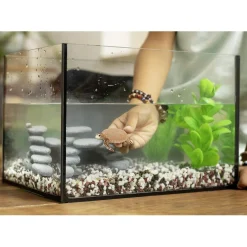 - Tortuga Carey Coleccionables Y Mini Mundos