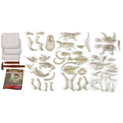 New Set de Excavación Dinosaurios 5 en 1 Steam