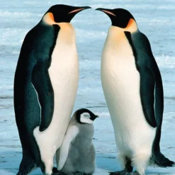 - Pingüinos - Puzzle 100 piezas*WWF Hot